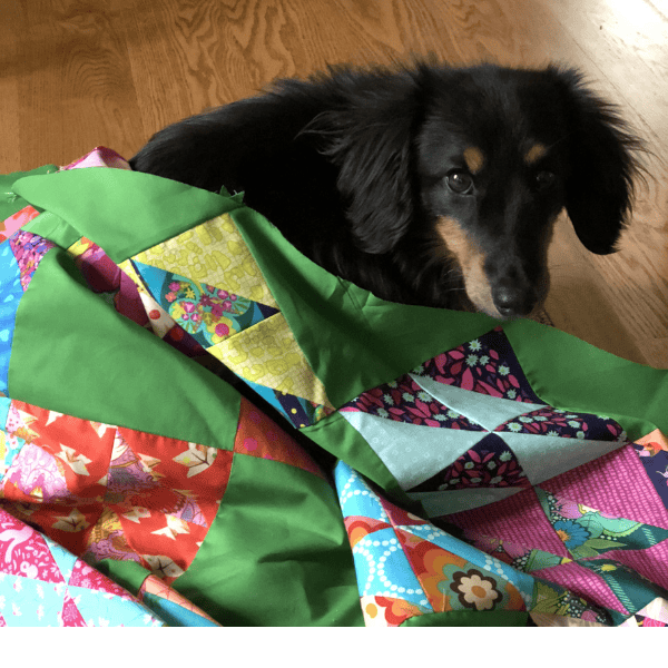 Bruce Wayne, my quilting companion dog
